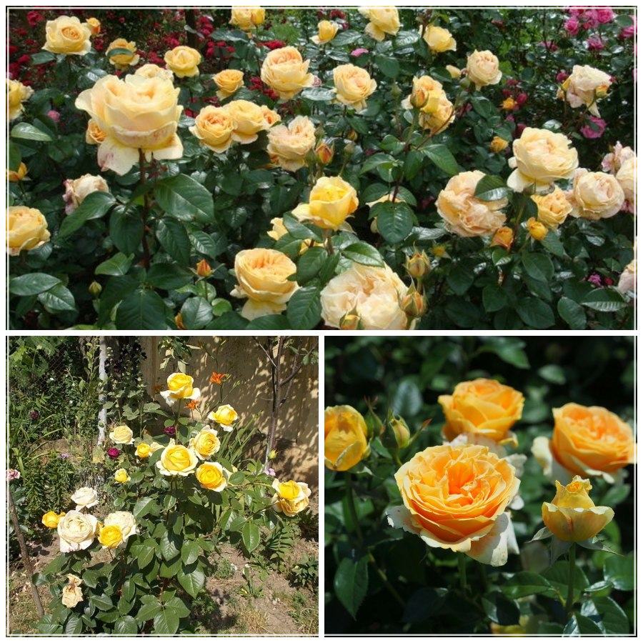 Candlelight róża wielkokwiatowa